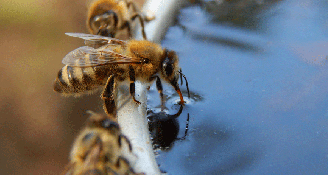 Bee Drinking Water from a Small Basin