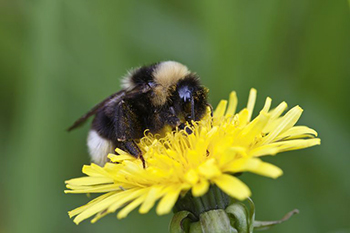 Bee Pollinating a Dandelion