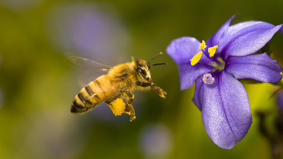 Springtime Bee